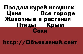 Продам курей несушек › Цена ­ 350 - Все города Животные и растения » Птицы   . Крым,Саки